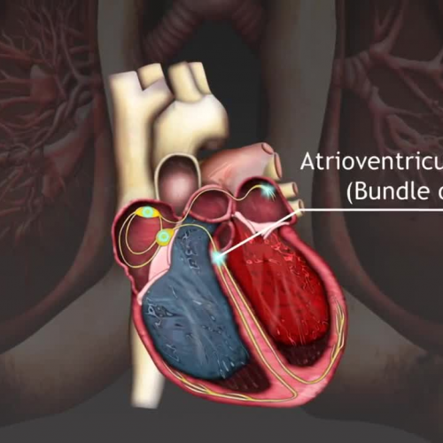 How the Cardiac Cycle is produced