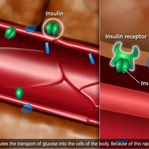 Homeostasis and Insulin