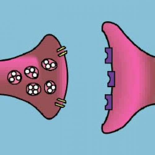Communication at a Synapse