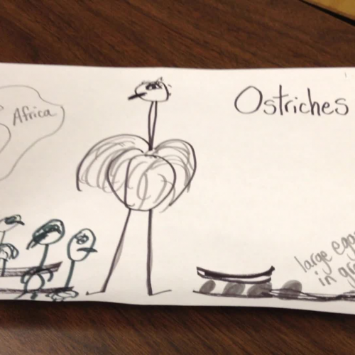 Mrs. Oliver's 1st Grade Ostrich report