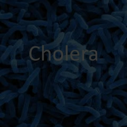 Cholera - A Global Issue