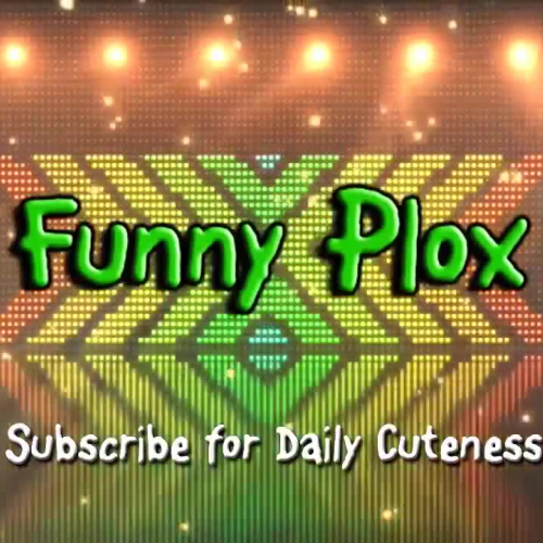 Cats meeting puppies