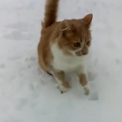 Dog dumps cat in snow