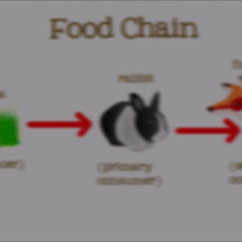 Food Chains For Kids