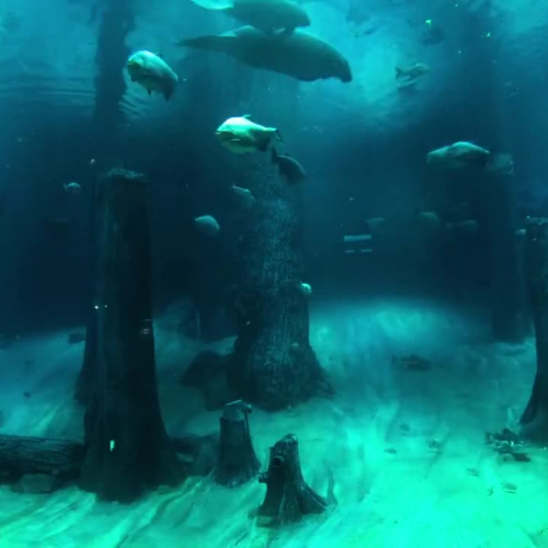 Flying Classroom - Flooded Forest