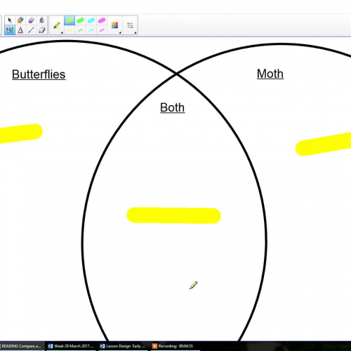 Moth and Butterfly Compare and Contrast