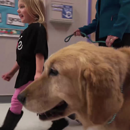 School Counselor Takes Therapy Dogs to Class