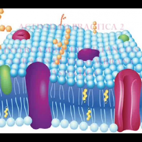 Transporte a través de membrana