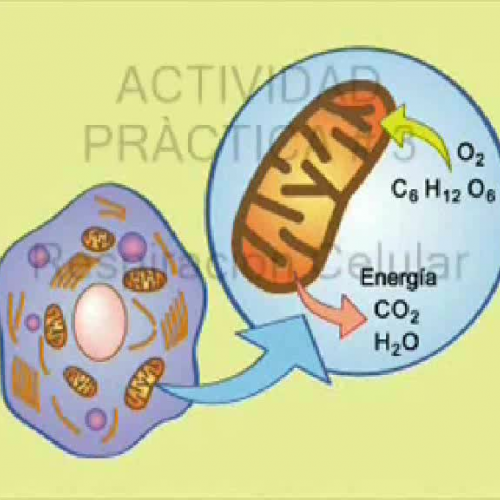 Respiración Celular 