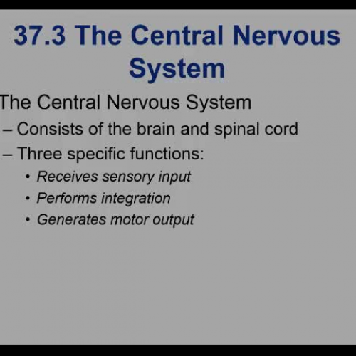 Chapter 37 Nervous system Part 2