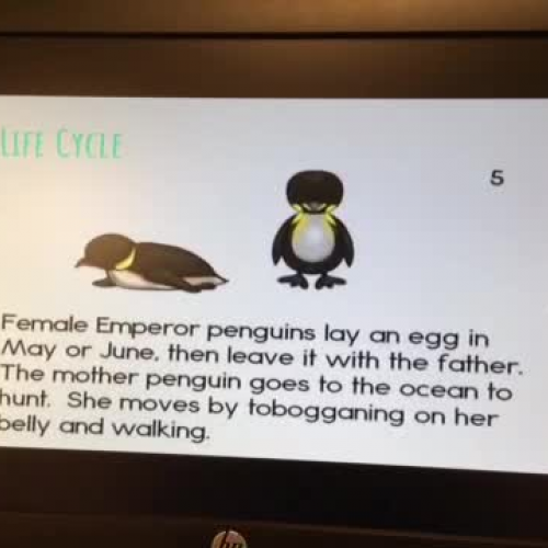 Penguin Life Cycle