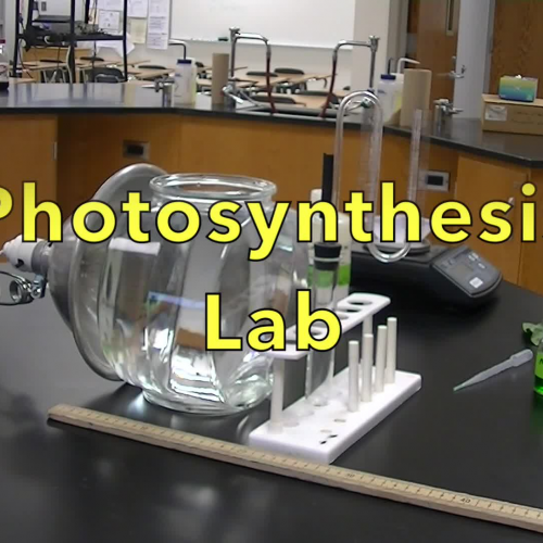 Measuring The Rate Of Photosynthesis Using The Hagge Photorespirometer