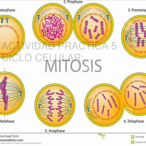 Ciclo celular: Mitosis