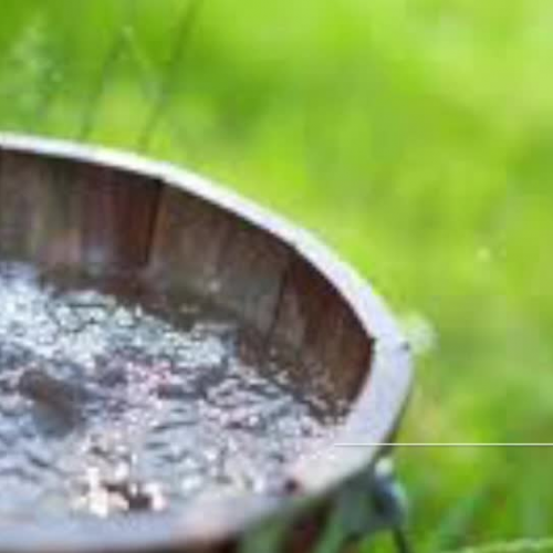 Healing Hands - The Effects of Herbal Medicine in Rural Tennessee