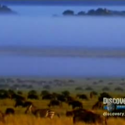 Food Web & Chains Documentary - The Discovery Channel 