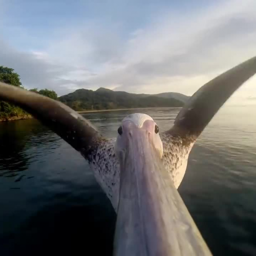 Pelican Learns To Fly