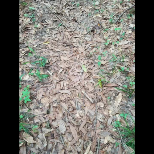 Can You Find The Snake?