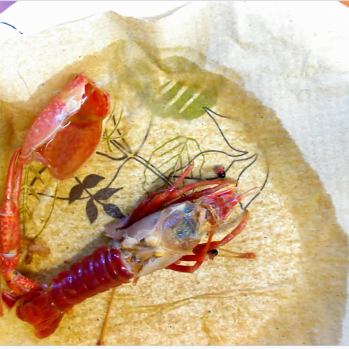 Crayfish Dissection 3- Gills- Stomach