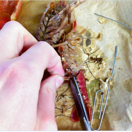 Crayfish Dissection4 Stomach- END