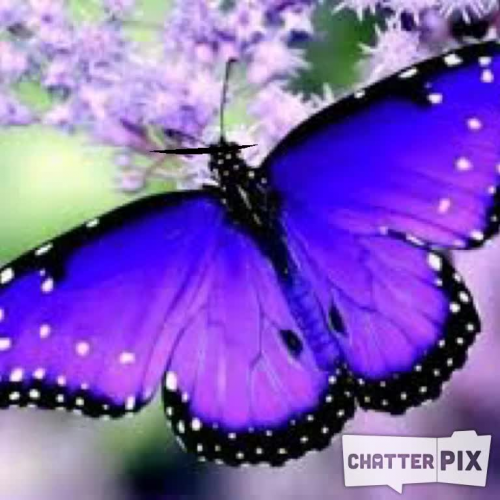 Aiden Butterfly