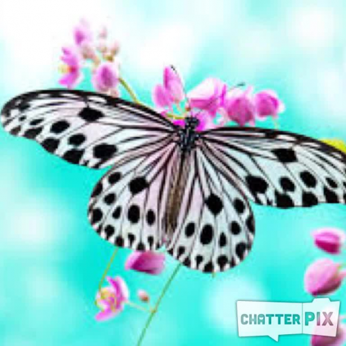 Angela's butterfly
