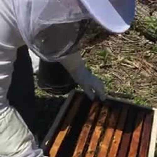 Bees 2017