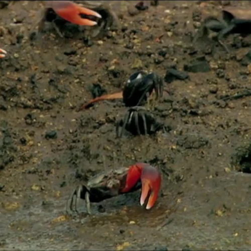 Fiddler Crab Documentary