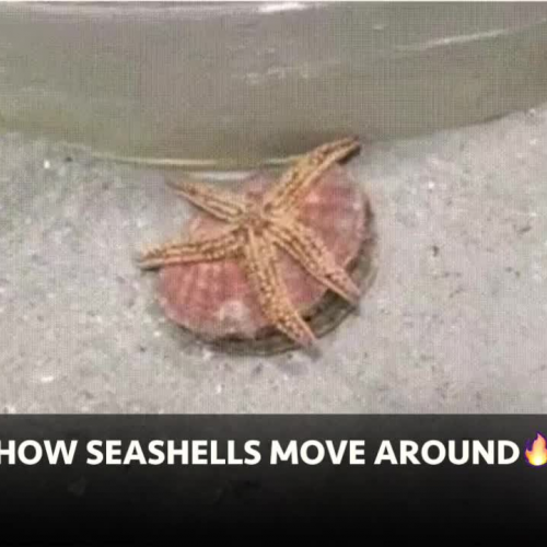 How Seashells Move Around