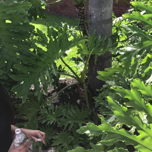 Dawson High School Q&A: Why is Water Tasteless?