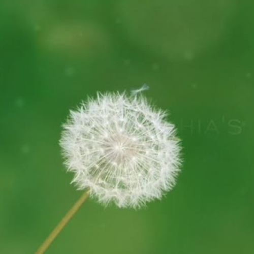 Silenced Book Trailer 