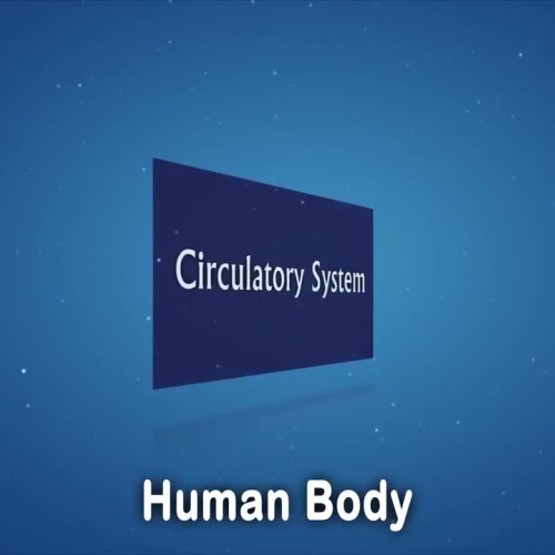 Circulatory System