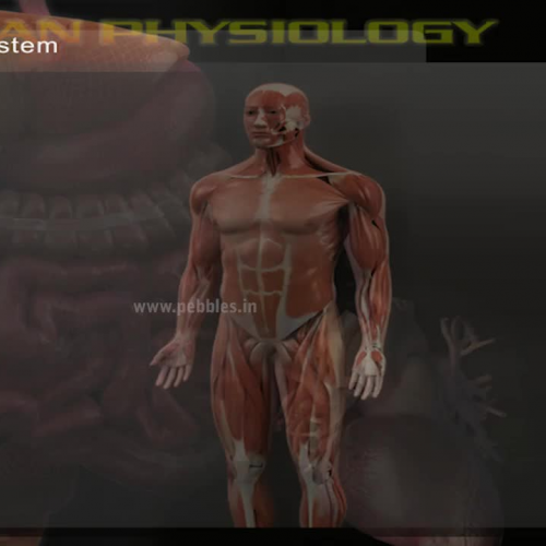 Muscular System