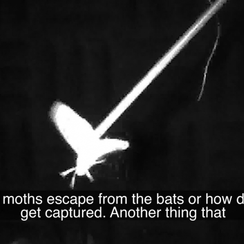 Exploring Bat-Moth Interactions