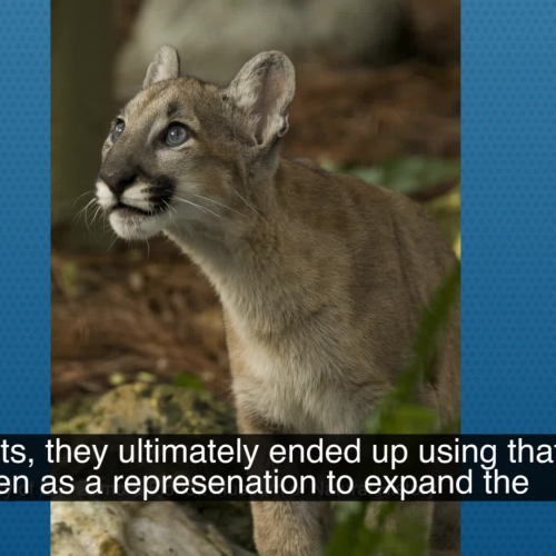 Mammal Collections and the Florida Panther