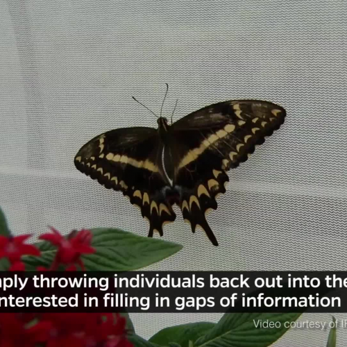 Schaus' Swallowtail & Butterfly Conservation