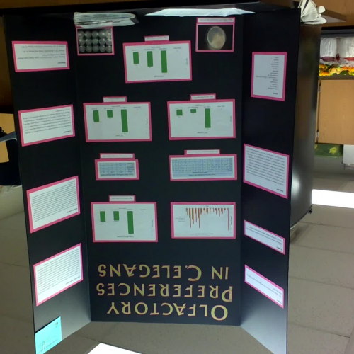 Sample Science Fair Board