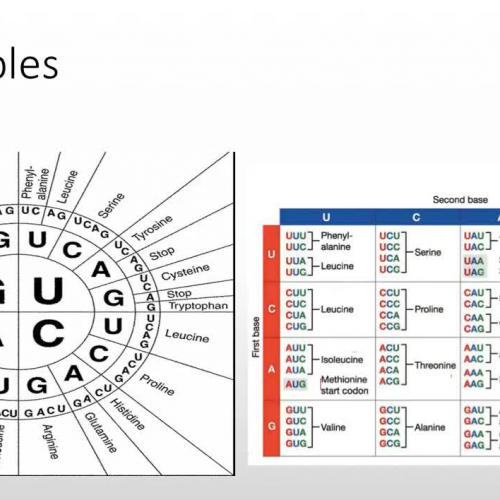 How to read a codon table