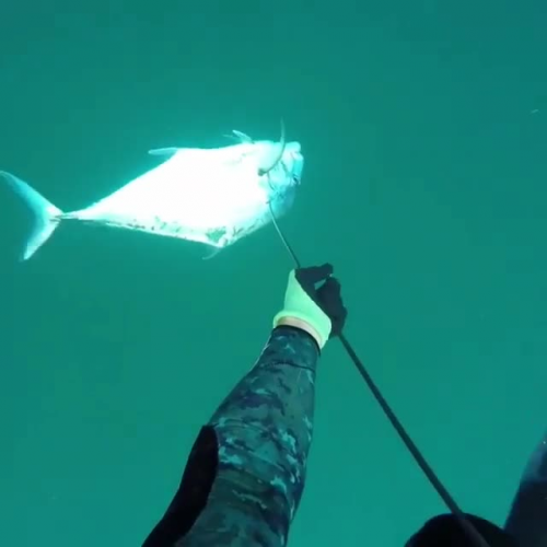 Spearfishing 