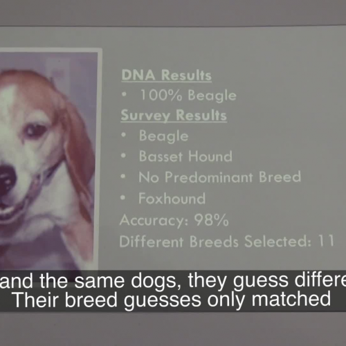 Using DNA to accurately ID shelter dog breeds