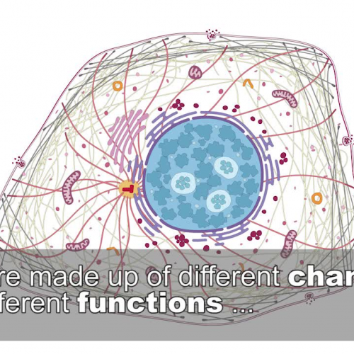 A look at what proteins do in a cell