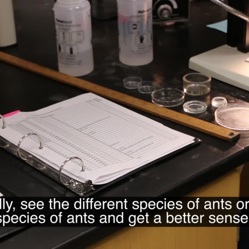 Mapping Ant Populations 