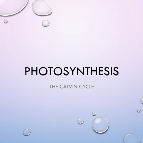 Photosynthesis- Calvin Cycle