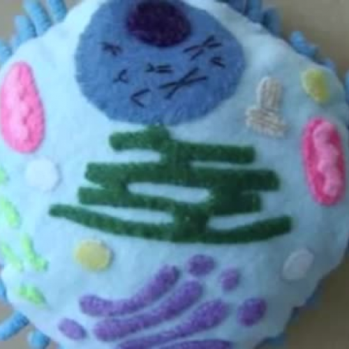 Nerdy Plant Cell meets Cool Animal Cell