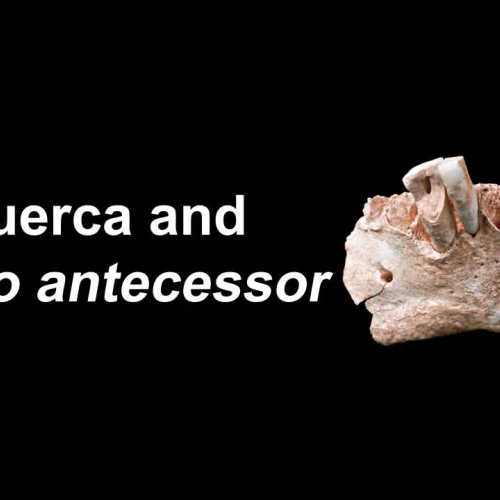 Atapuerca and Homo antecessor