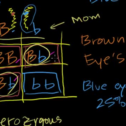 Punnett Squares