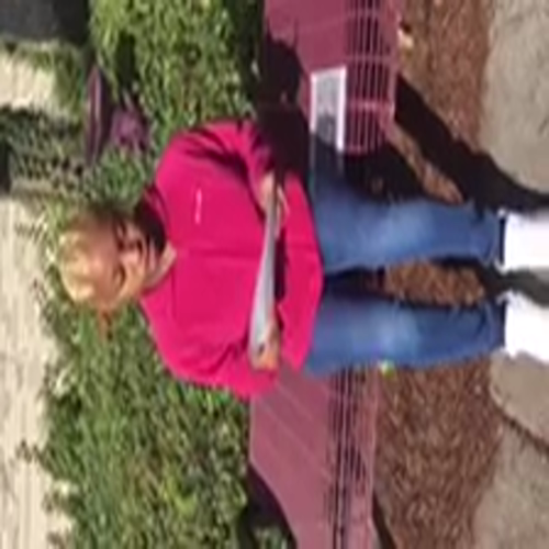 Student Poem - Animals