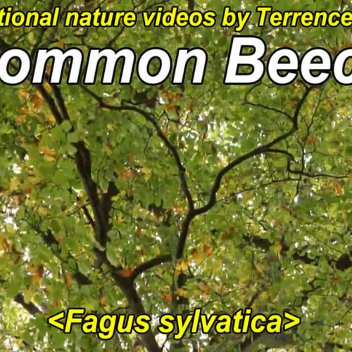 Common Beech Tree (Fagus sylvatica)