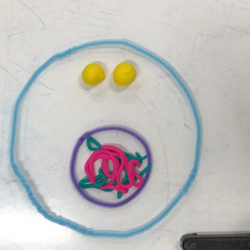 Per1 Meiosis Claymation