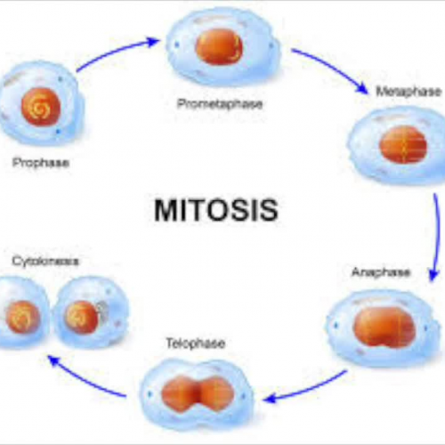 Mitosis and Meiosis 