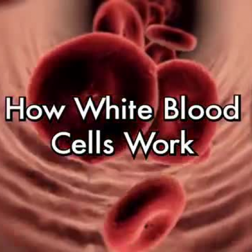 How white blood cells work